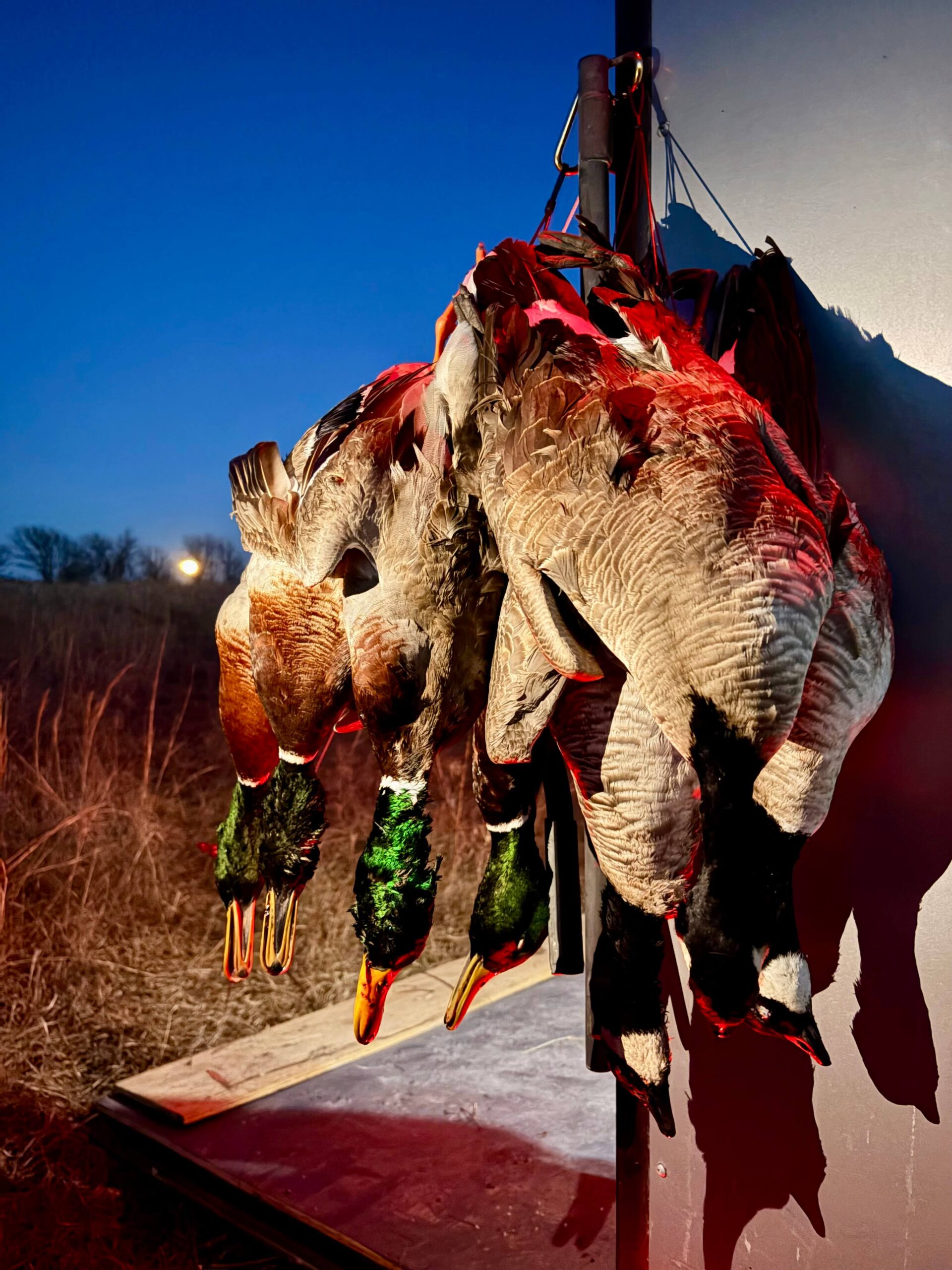 ducks hanging on a trailer hook against a dusky sky