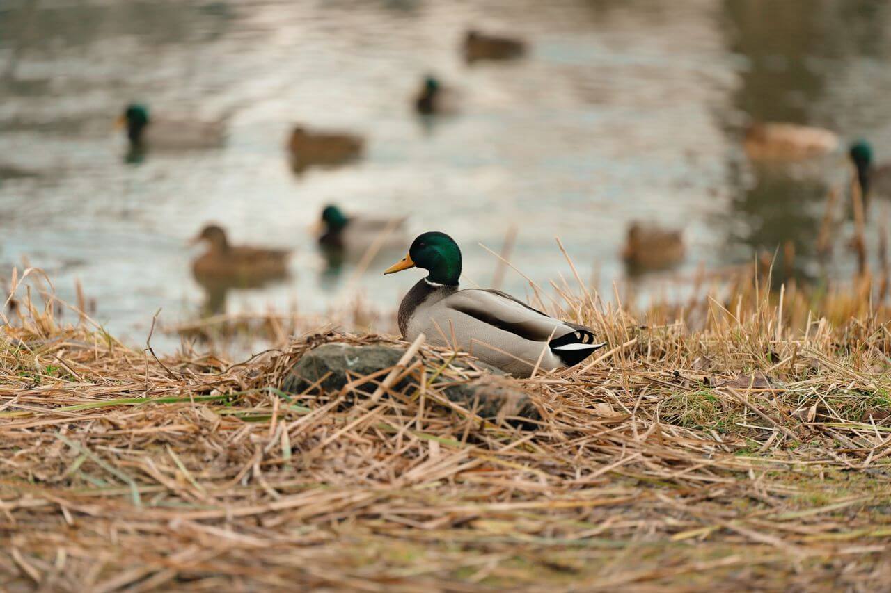 mallard duck resting on grassy shoreline with ducks swimming in background